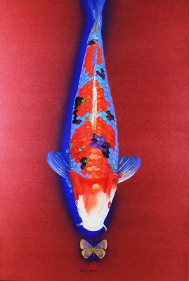 鯉魚４